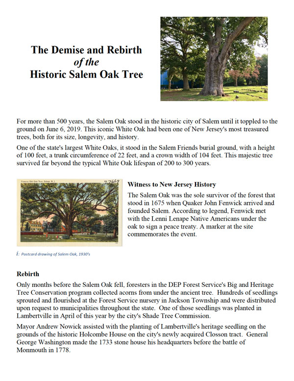 The Demise and Rebirth of the Historic Salem Oak Tree